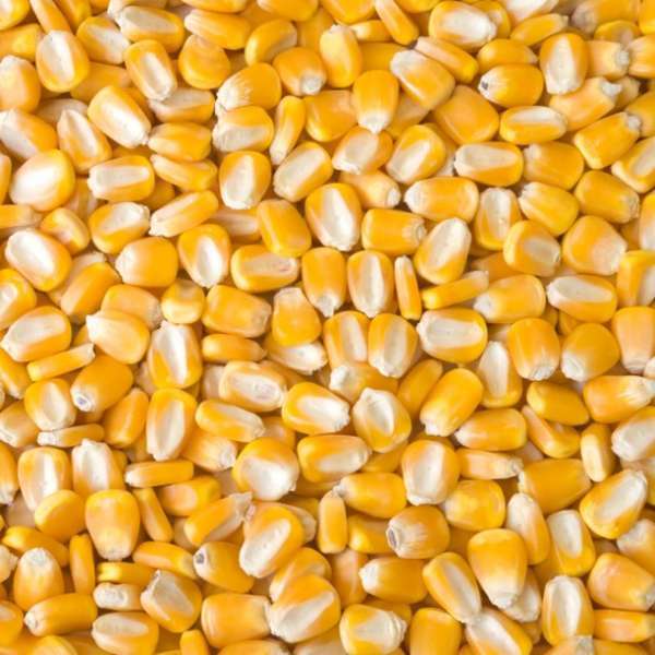 Cameroon Yellow Maize (Bulk)